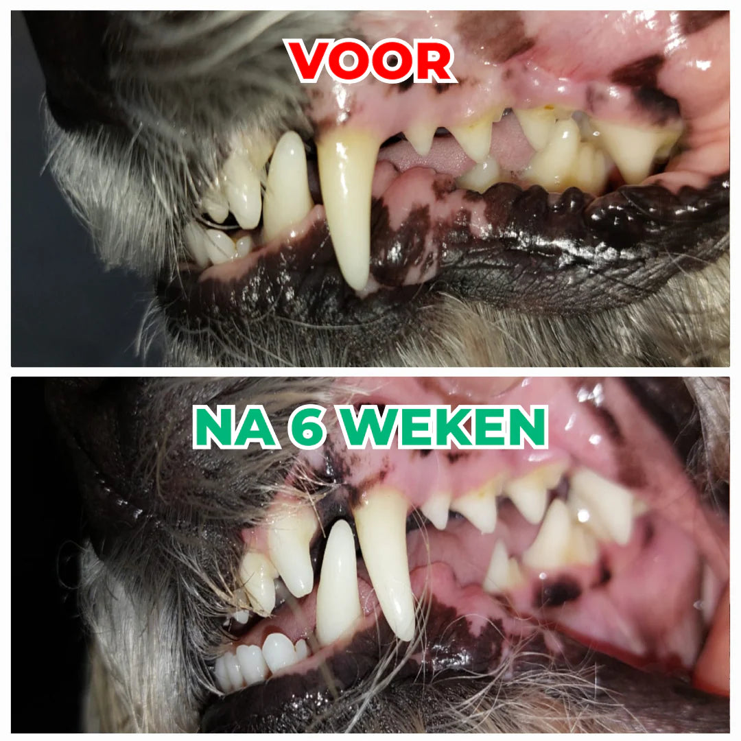 Dental Bright For Dogs